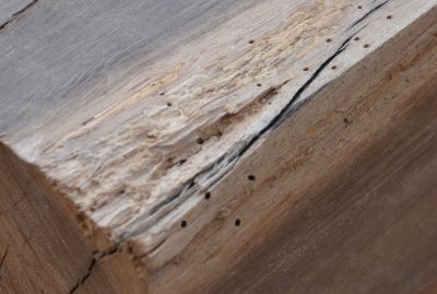 Lyctid borer holes
