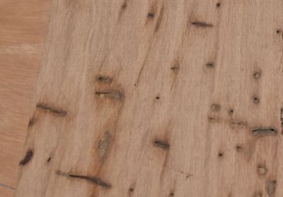 Pinhole borer holes