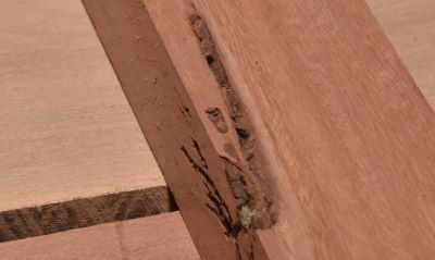 Longicorn borer hole