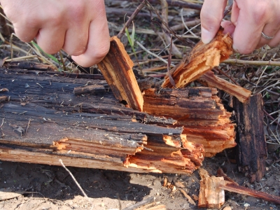 Brown rot